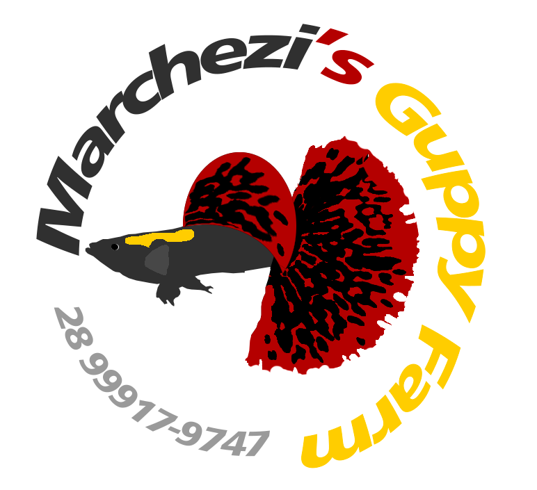 Marchezi Guppy