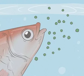 Conceitos importantes sobre a alimentação dos guppys