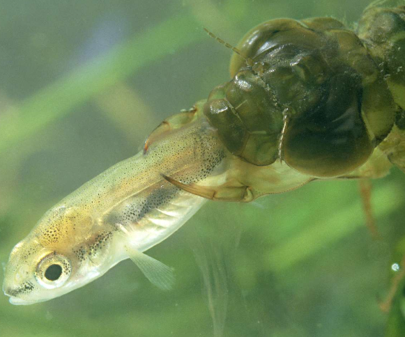 Predação (Poecilia reticulata) por ninfas de Odonata