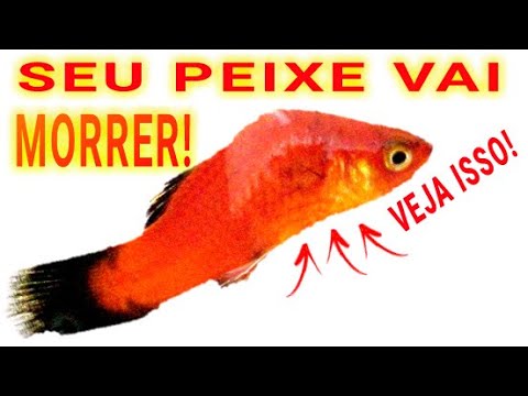 A tuberculose dos peixes