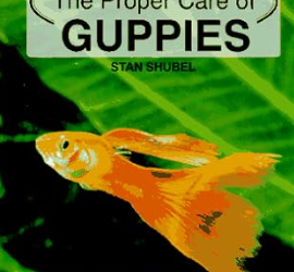Reproduzindo Guppies