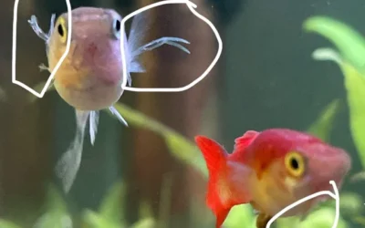 Parasitas Externos em Guppies (Poecilia reticulata): Sintomas, Tratamentos e Prevenção