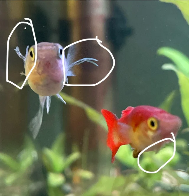 Parasitas Externos em Guppys